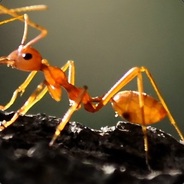 Red_Ants