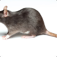 rat