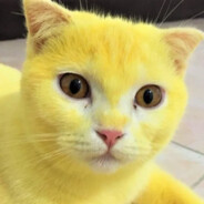 Gato amarillo retosdota2.com