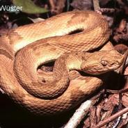 Sr.Bothrops