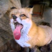 foX | twitch.tv/foXynAh