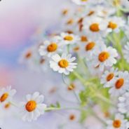 风韵花香