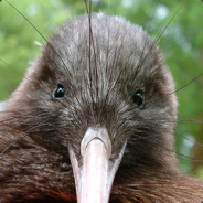 ProstoKiwi