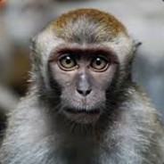 monkeys
