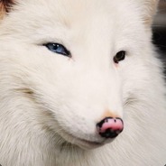 BG.WhiteFox™