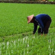 rice farmer