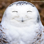 SmiLinG OwL