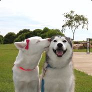 Zackerjack