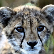 Gepard