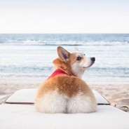 ʕ´•ᴥ•`ʔ☆corgi butt