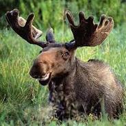 Moose