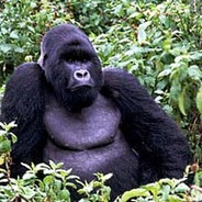 Silverback