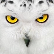 Owl.