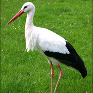 Stork