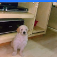 Dasher