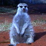 Meerkat