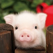 Piglet