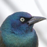 grackle.