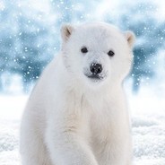 winterbear