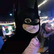 BatCat