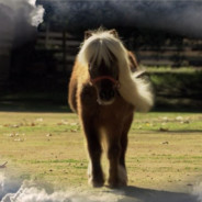 Lil' Sebastian