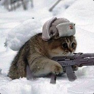 опасный котик