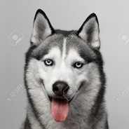 Husky