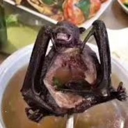 bat soup