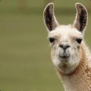 Llama VICUÑA