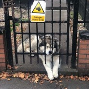 Danger Guard dogs....