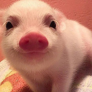 Sr.cerdito