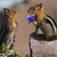 @#?*-*ChiPMunckS<>2#