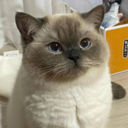 饱饱爱吃醋
