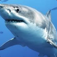 Shark4222