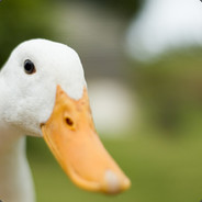 Am Duck