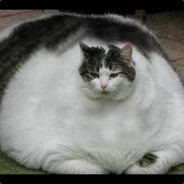 The Cat Is Fat