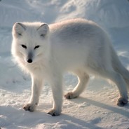 Arctic Fox