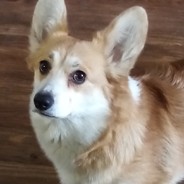 Боттончик