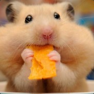 Good Hamster