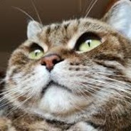 КОТЯХ