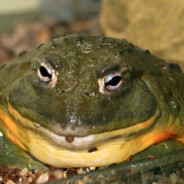 bullfrog