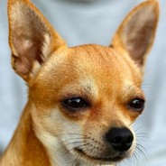 Capi Chihuahua