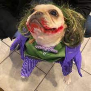 JokerDog