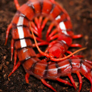 Scolopendra