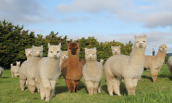 Alpacas Broaster