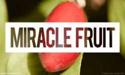 MiracleFruit