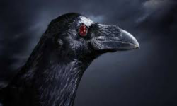 BCrowS