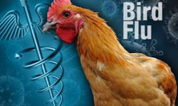 BIRD FLU Cancer