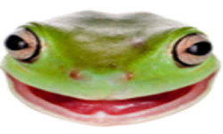 OSFROG