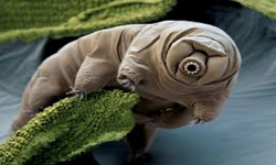 Tardigrades